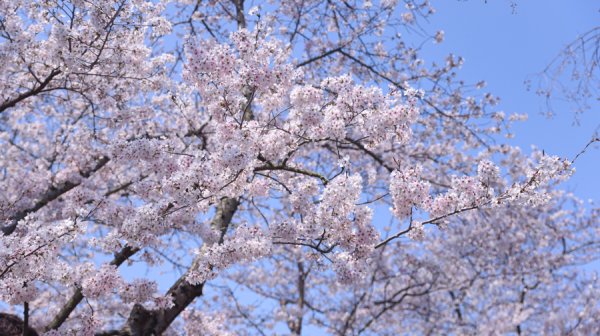 太湖烟波映雪蕊 无锡鼋头渚中樱迎来盛花期